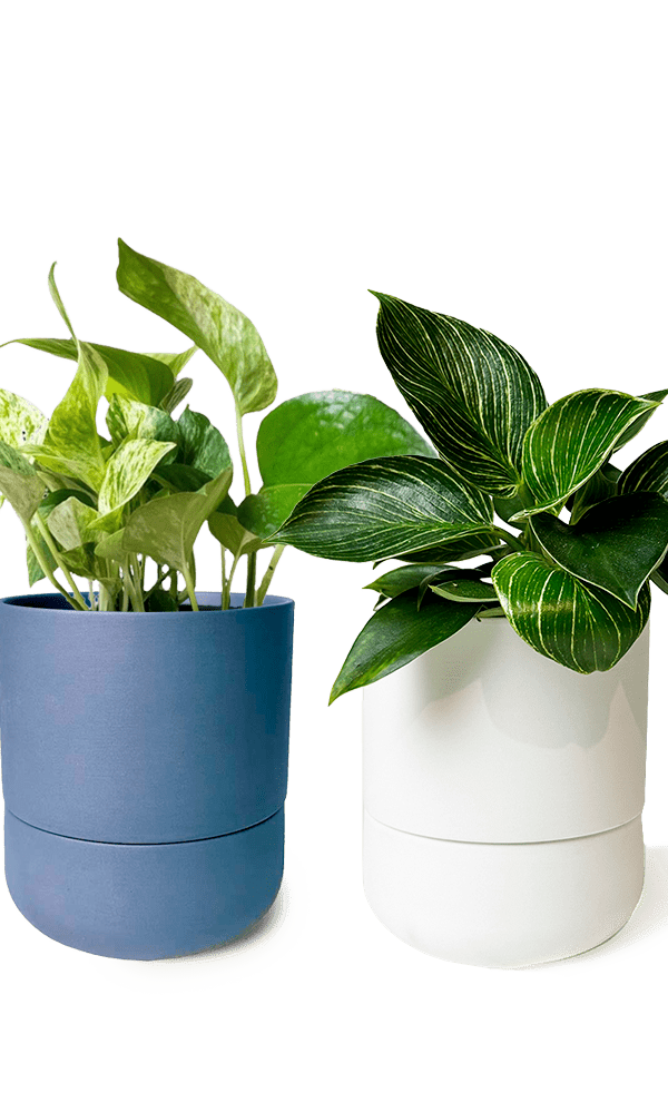 Ryan Self - Watering Plant Pots - Chive Ceramics Studio - Pots - Chive US