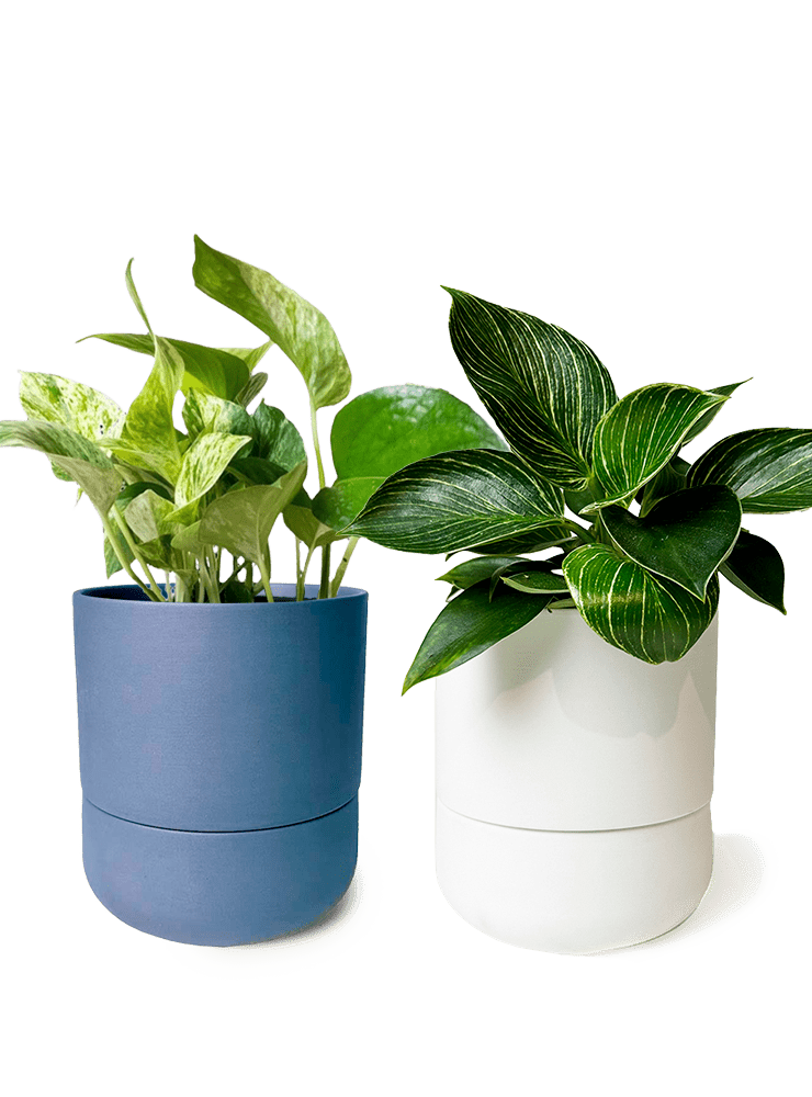 Ryan Self - Watering Plant Pots - Chive Ceramics Studio - Pots - Chive US