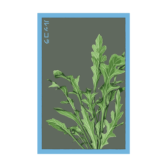 Arugula seed packet - Shido Seeds non-GMO vacuum-sealed woodblock design