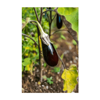 Aubergine Jewel Marble F1 small marbled colourful fruits on plant
