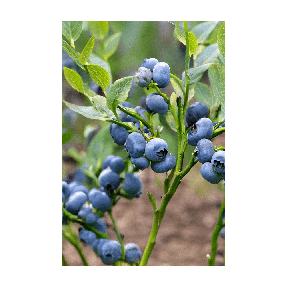 Blueberry Flower Seeds Packet - Chive Ceramics Studio - Seeds - Chive Ceramics Studio