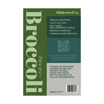 Broccoli dark green central head ready for harvest before flowering