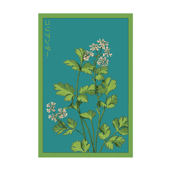 Cilantro Herb seed packet - Shido Seeds non-GMO vacuum-sealed woodblock design