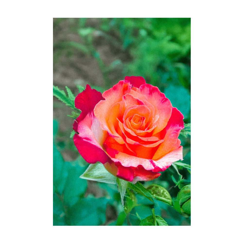 Desert Rose Indoor Seeds Packet - Chive Ceramics Studio - Seeds - Chive Ceramics Studio