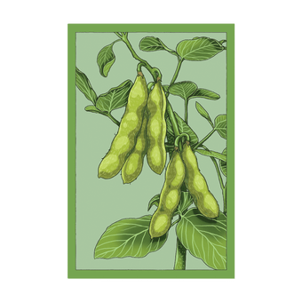 Edamame seed packet - Shido Seeds non-GMO vacuum-sealed woodblock design