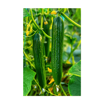 English Cucumber seeds vacuum-sealed - Shido Seeds by Chive