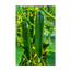 English Cucumber seeds vacuum-sealed - Shido Seeds by Chive