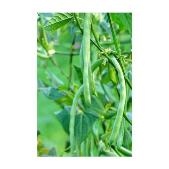 French Beans tender green pods ready for harvest