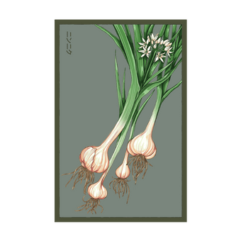 Garlic Vegetable seed packet - Shido Seeds non-GMO vacuum-sealed woodblock design