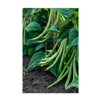 Green Beans seeds vacuum-sealed - Shido Seeds by Chive