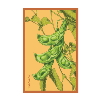 King of the Garden Bean seed packet - Shido Seeds non-GMO vacuum-sealed woodblock design