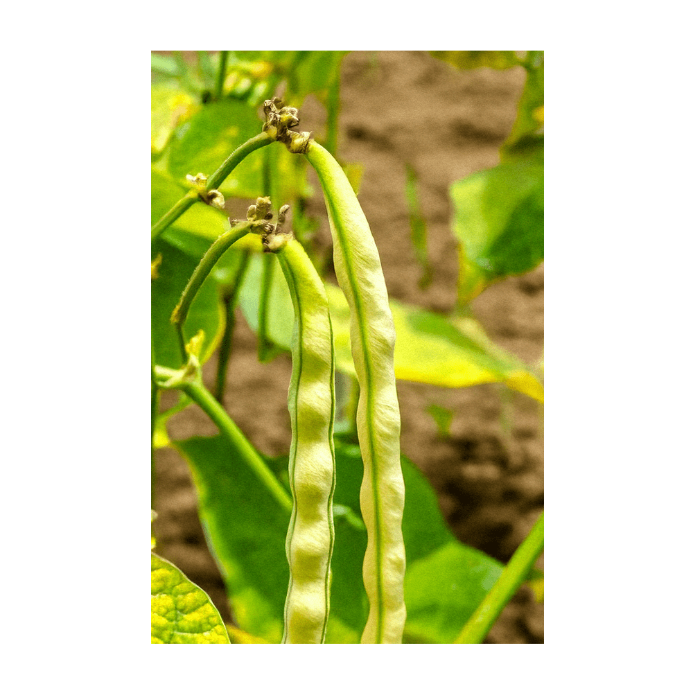 King of the Garden Bean Vegetable Seeds Packet - Chive Ceramics Studio - Seeds - Chive Ceramics Studio