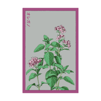 Oregano Herb seed packet - Shido Seeds non-GMO vacuum-sealed woodblock design