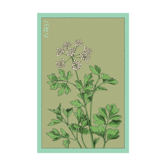 Parsley Herb seed packet - Shido Seeds non-GMO vacuum-sealed woodblock design