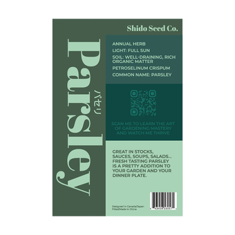 Parsley lush green flat-leaf or curly herb growing in garden