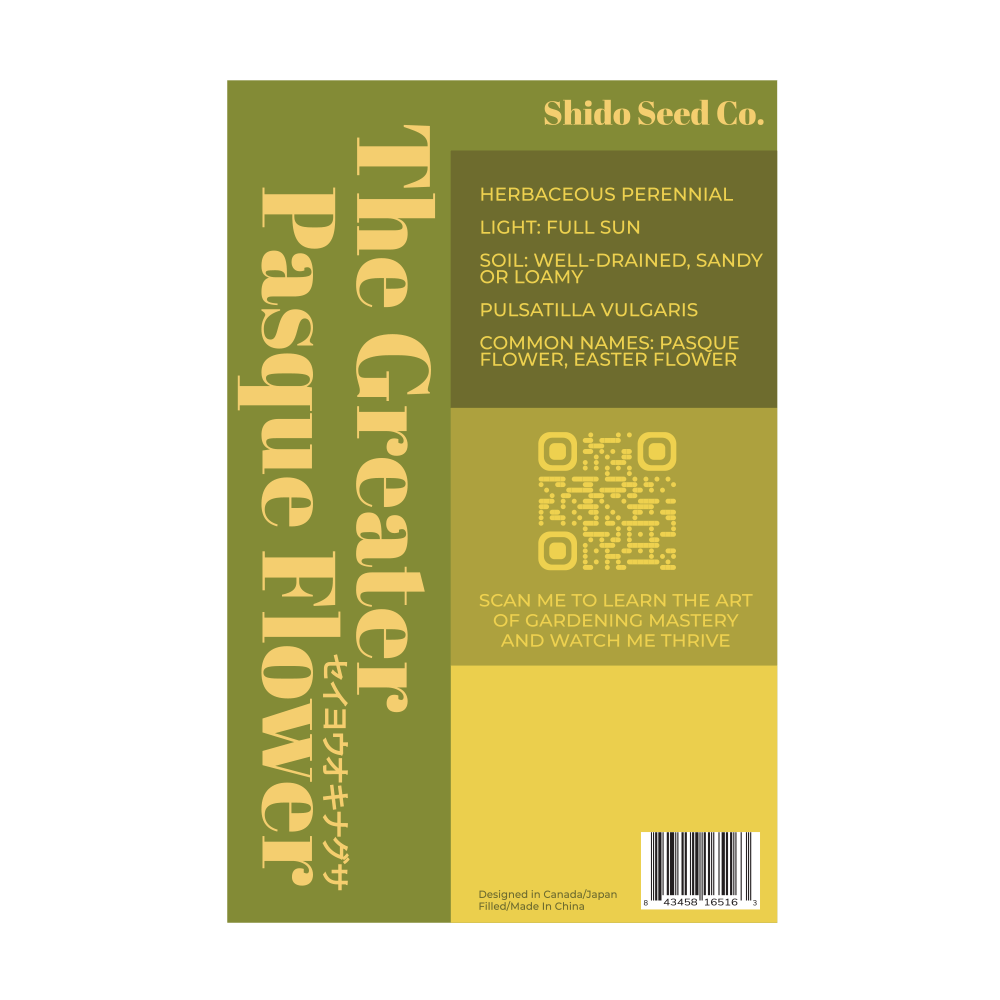 The Greater Pasque Flower Seeds Packet - Chive Ceramics Studio - Seeds - Chive Ceramics Studio