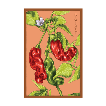 Peter Pepper seed packet - Shido Seeds non-GMO vacuum-sealed woodblock design