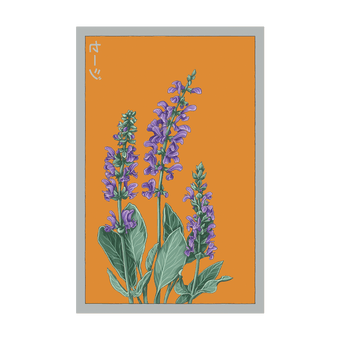 Sage Herb seed packet - Shido Seeds non-GMO vacuum-sealed woodblock design