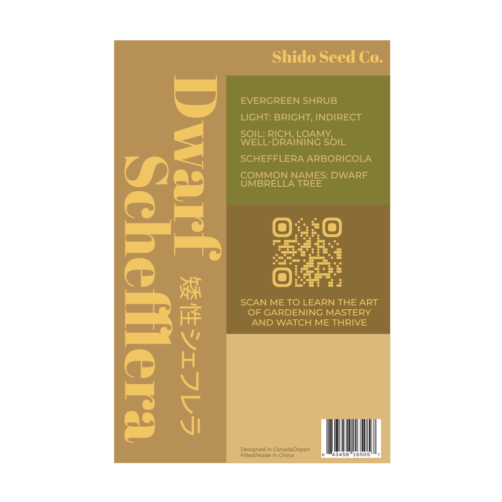 Dwarf Schefflera Indoor Seeds Packet - Chive Ceramics Studio - Seeds - Chive Ceramics Studio