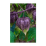 Sweet Purple Tomatillo plant growing with papery husks
