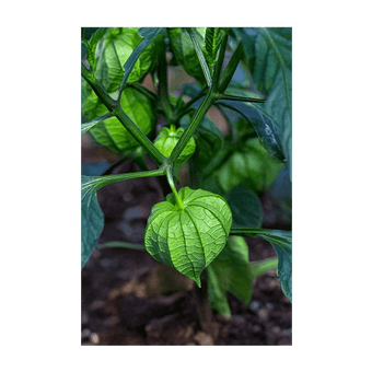 Sweet Purple Tomatillo seeds vacuum-sealed - Shido Seeds by Chive