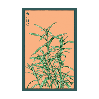 Tarragon Herb seed packet - Shido Seeds non-GMO vacuum-sealed woodblock design