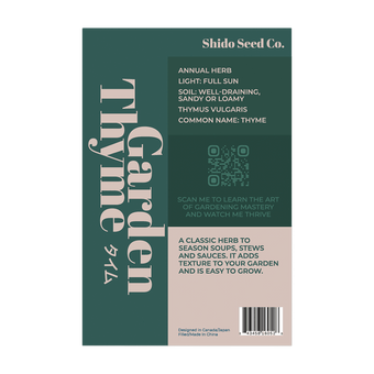 Thyme aromatic low-growing perennial herb in garden border