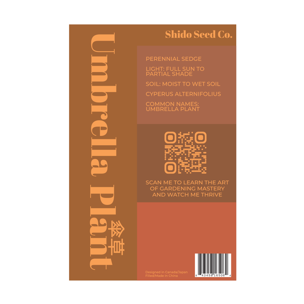 Umbrella Plant Indoor Seeds Packet - Chive Ceramics Studio - Seeds - Chive Ceramics Studio