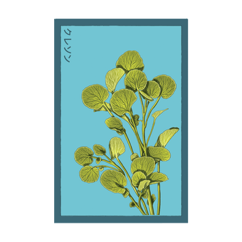 Watercress seed packet - Shido Seeds non-GMO vacuum-sealed woodblock design