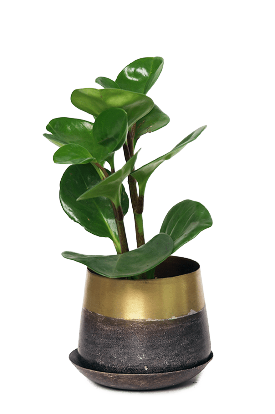 Joe Metal Pot With Drainage Hole | 3 & 5 inch - Chive Ceramics Studio - Pots - Chive Ceramics Studio