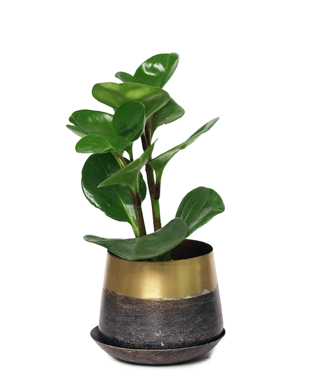 Joe Metal Pot With Drainage Hole | 3 & 5 inch - Chive Ceramics Studio - Pots - Chive Ceramics Studio