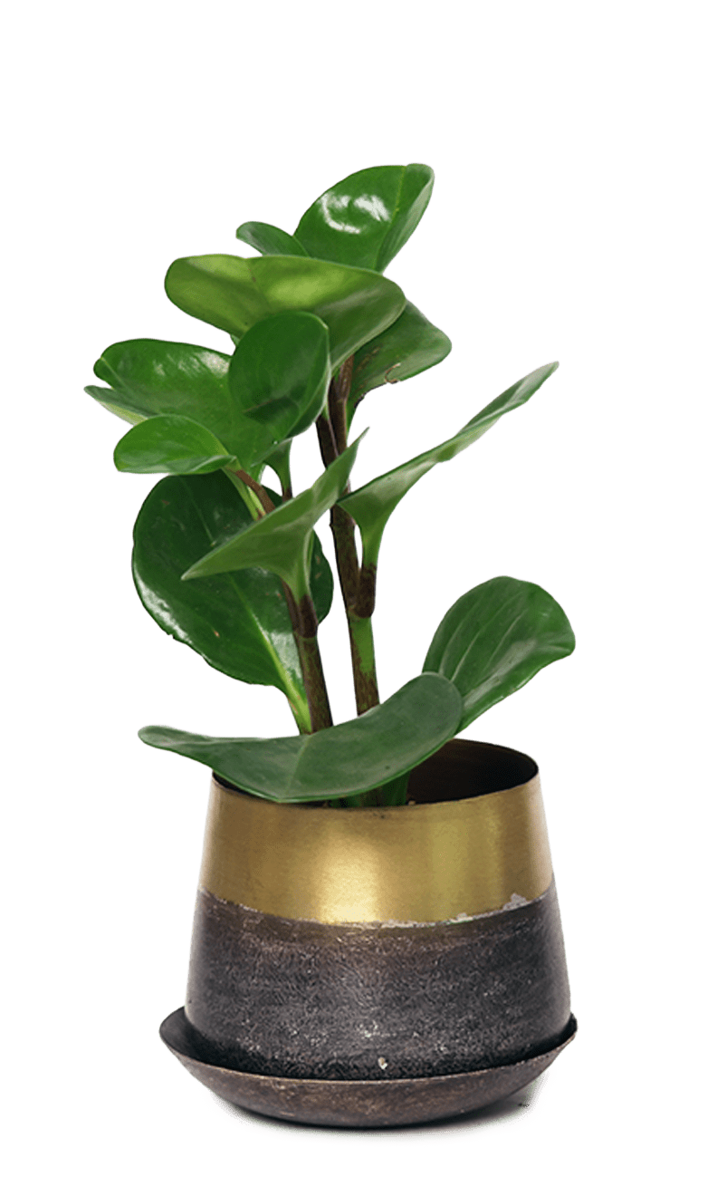 Joe Metal Pot With Drainage Hole | 3 & 5 inch - Chive Ceramics Studio - Pots - Chive Ceramics Studio