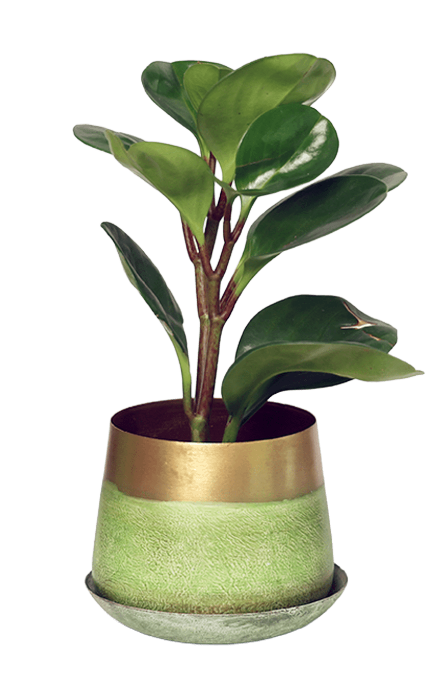 Joe Metal Pot With Drainage Hole | 3 & 5 inch - Chive Ceramics Studio - Pots - Chive Ceramics Studio