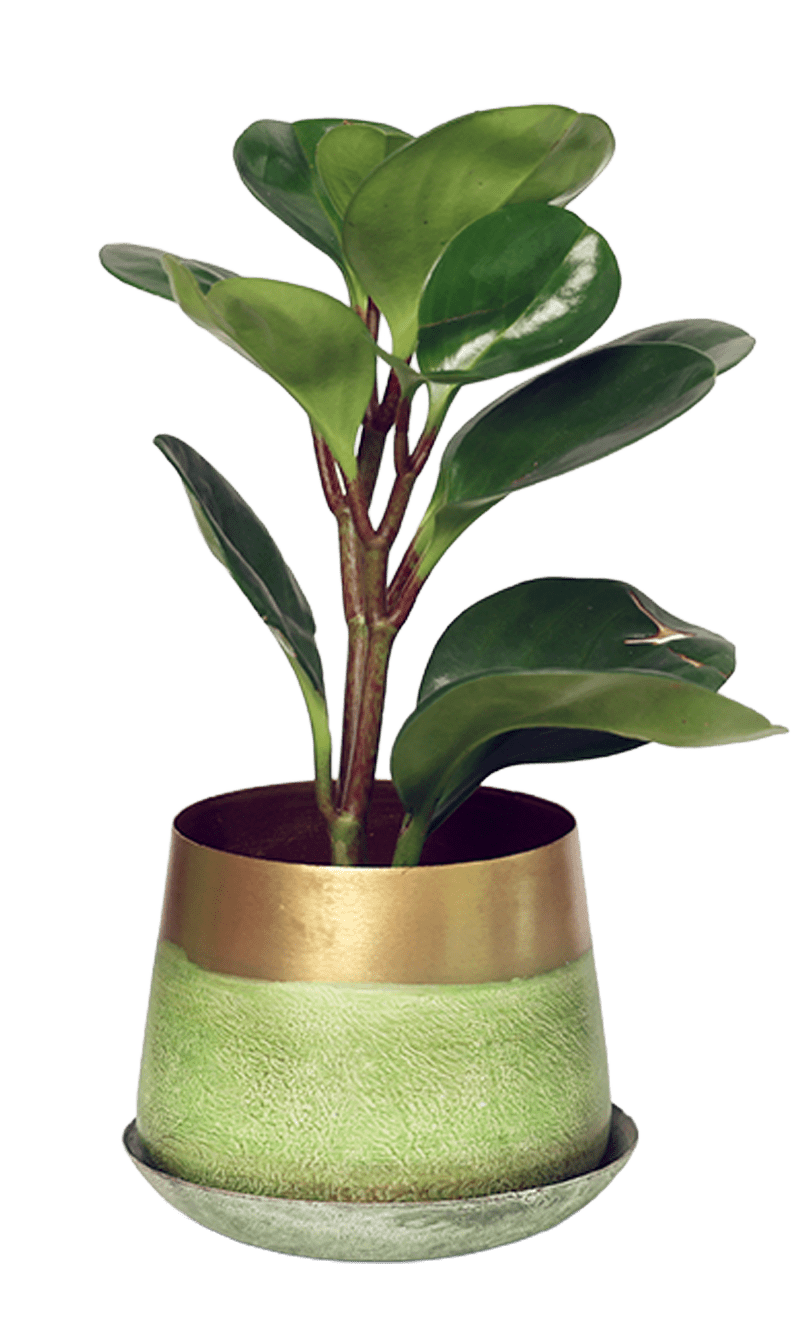 Joe Metal Pot With Drainage Hole | 3 & 5 inch - Chive Ceramics Studio - Pots - Chive Ceramics Studio