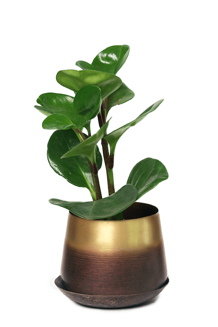 Joe Metal Pot With Drainage Hole | 3 & 5 inch - Chive Ceramics Studio - Pots - Chive Ceramics Studio