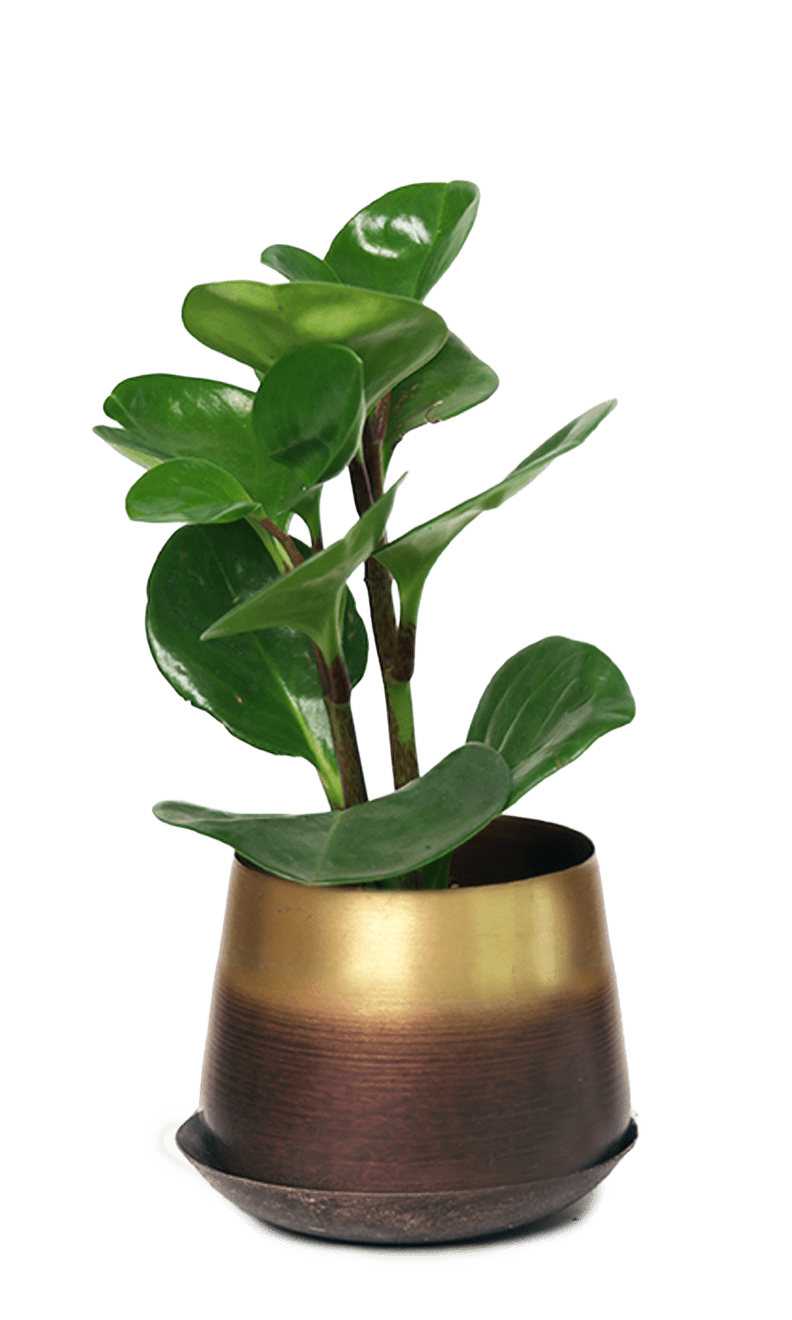 Joe Metal Pot With Drainage Hole | 3 & 5 inch - Chive Ceramics Studio - Pots - Chive Ceramics Studio