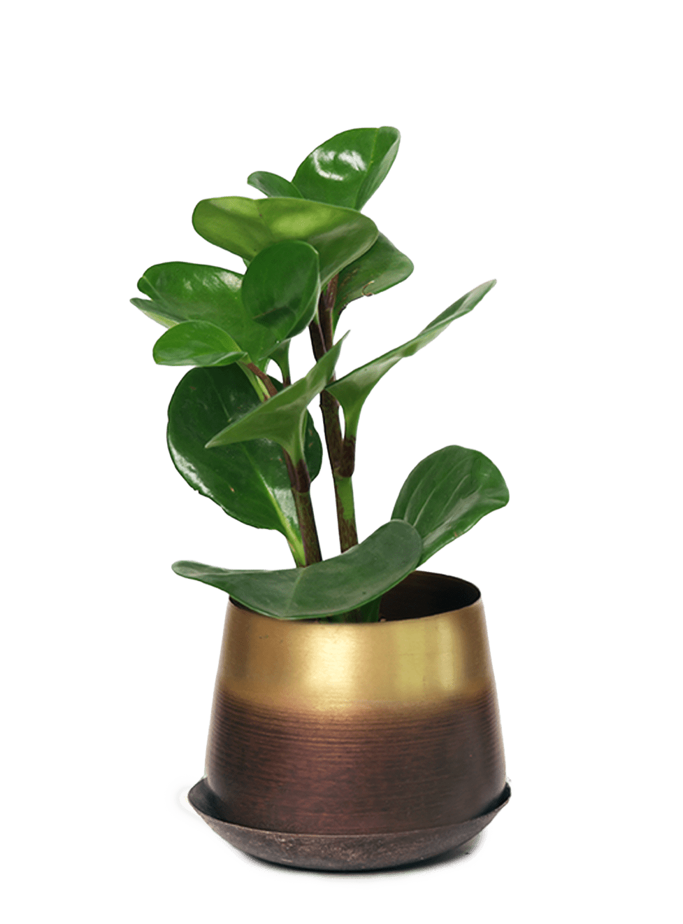 Joe Metal Pot With Drainage Hole | 3 & 5 inch - Chive Ceramics Studio - Pots - Chive Ceramics Studio