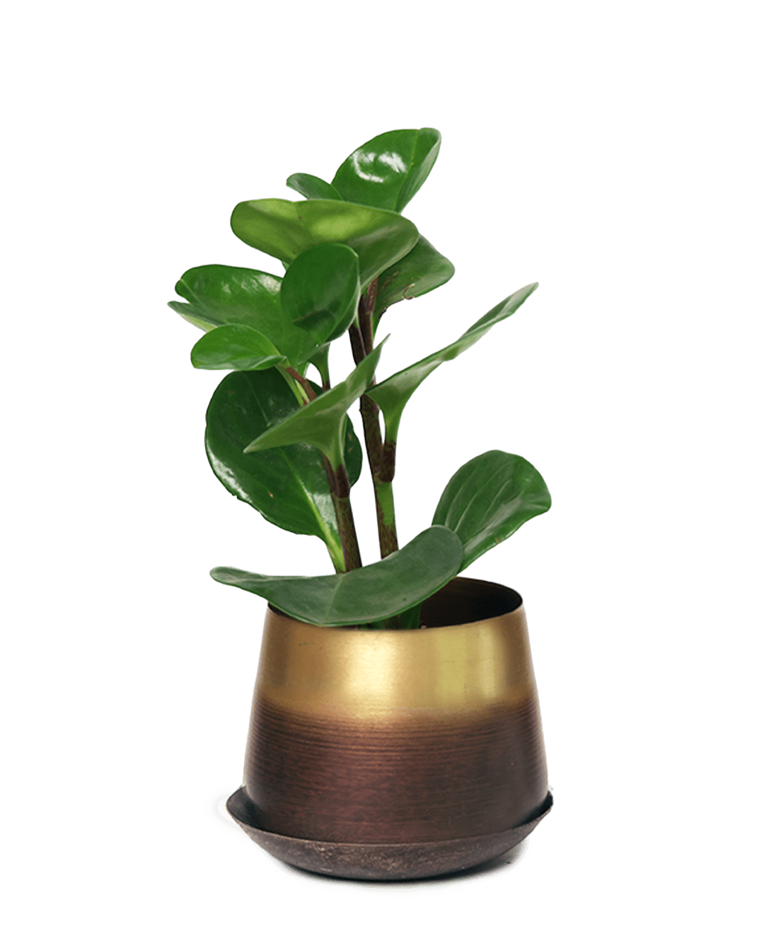 Joe Metal Pot With Drainage Hole | 3 & 5 inch - Chive Ceramics Studio - Pots - Chive Ceramics Studio