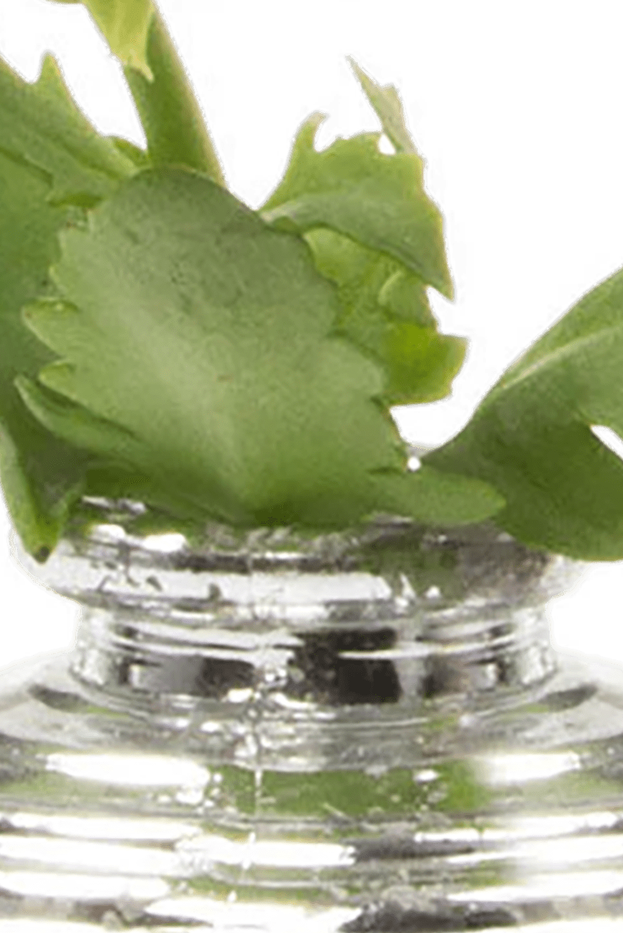 Smasak Glass Bud Vase - Chive Ceramics Studio - Vases - Chive US