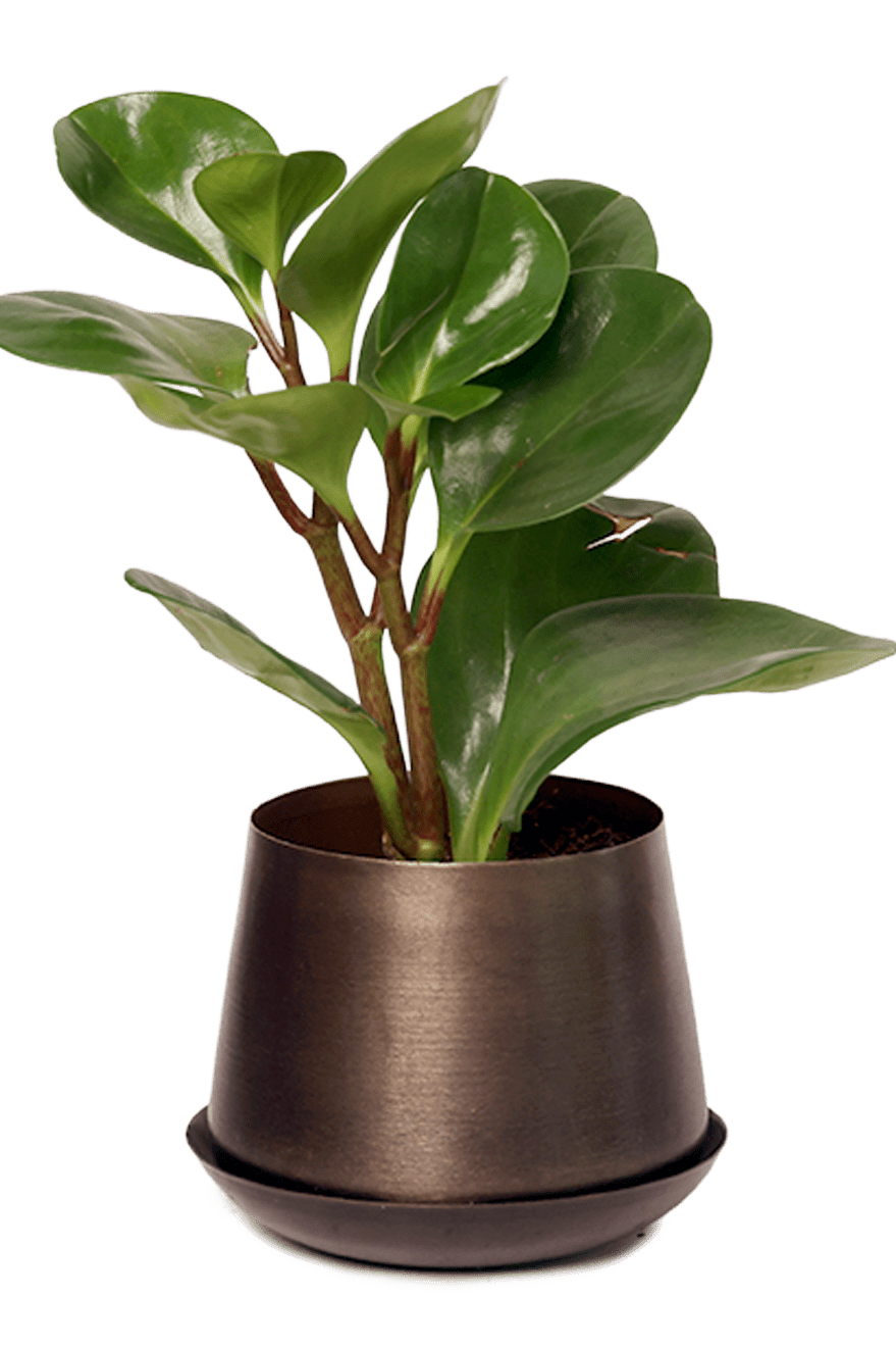 Joe Metal Pot With Drainage Hole | 3 & 5 inch - Chive Ceramics Studio - Pots - Chive Ceramics Studio