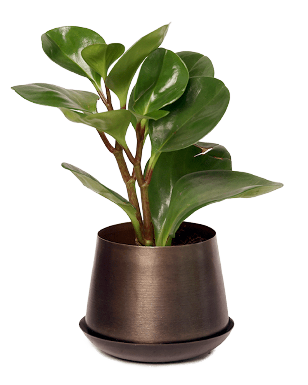 Joe Metal Pot With Drainage Hole | 3 & 5 inch - Chive Ceramics Studio - Pots - Chive Ceramics Studio