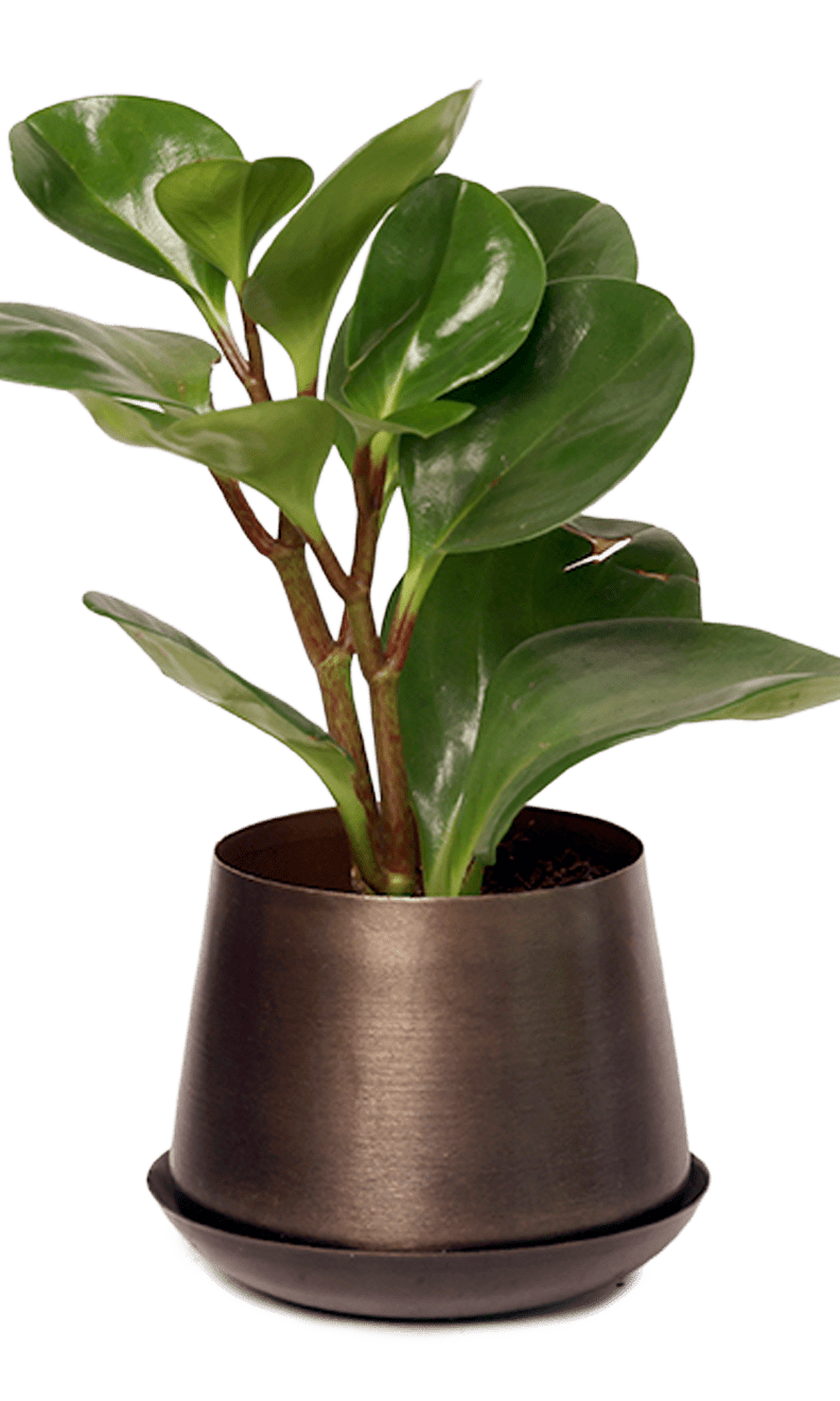 Joe Metal Pot With Drainage Hole | 3 & 5 inch - Chive Ceramics Studio - Pots - Chive Ceramics Studio