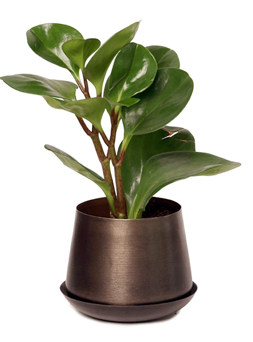 Joe Metal Pot With Drainage Hole | 3 & 5 inch - Chive Ceramics Studio - Pots - Chive Ceramics Studio