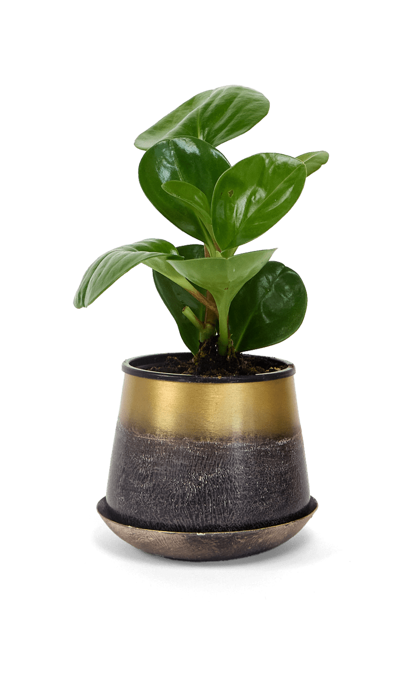 Joe Metal Pot With Drainage Hole - Chive Ceramics Studio - Pots - Chive US