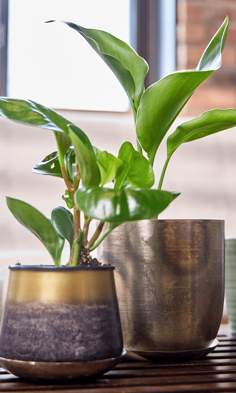 Joe Metal Pot With Drainage Hole - Chive Ceramics Studio - Pots - Chive US