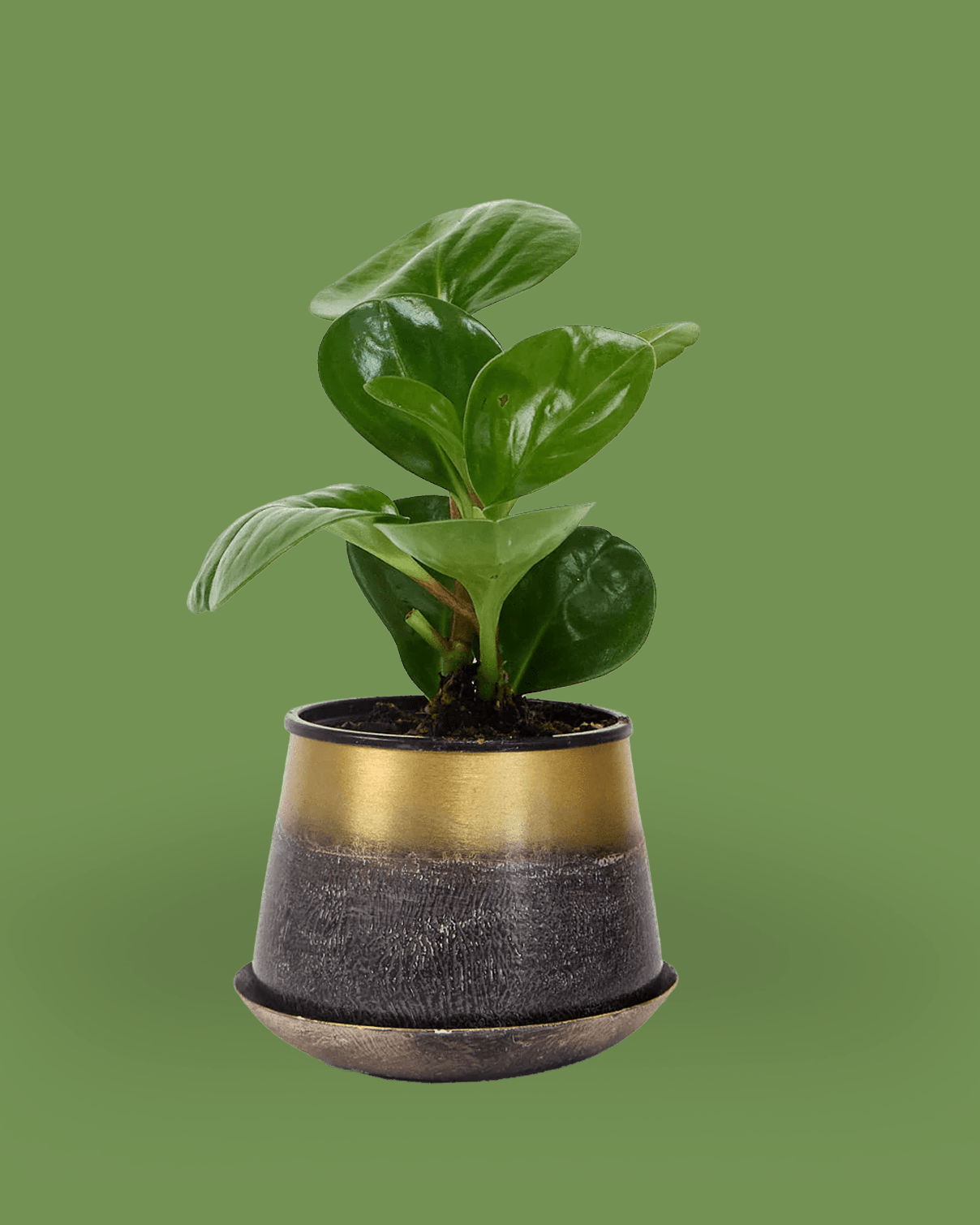 Joe Metal Pot 3.5" - Chive Ceramics Studio - Pots - Chive Ceramics Studio