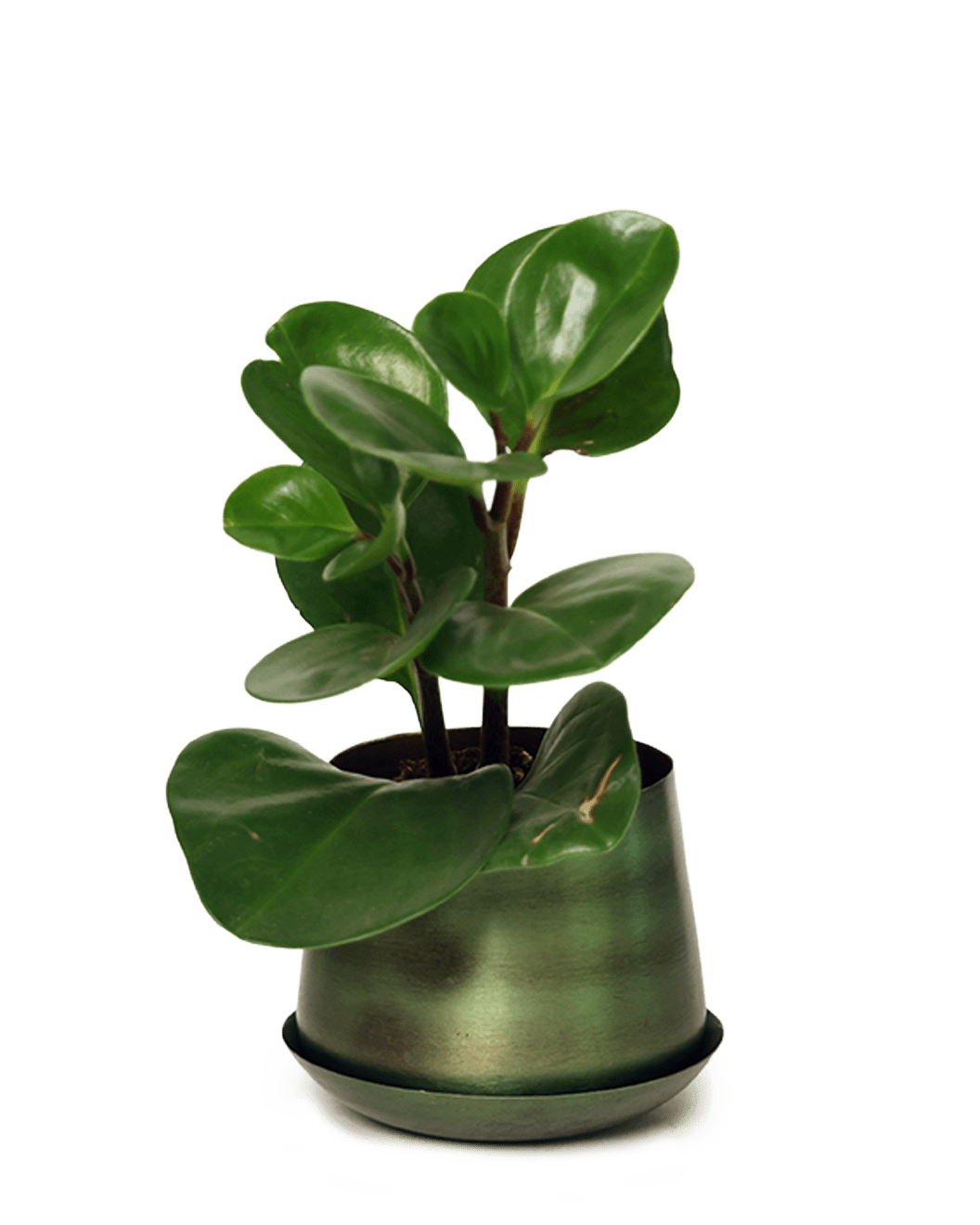 Joe Metal Pot With Drainage Hole | 3 & 5 inch - Chive Ceramics Studio - Pots - Chive Ceramics Studio