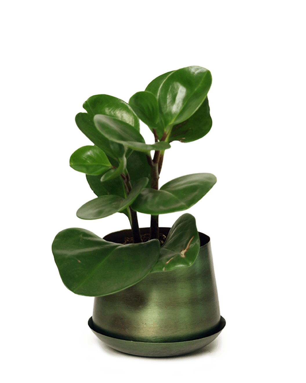 Joe Metal Pot With Drainage Hole | 3 & 5 inch - Chive Ceramics Studio - Pots - Chive Ceramics Studio