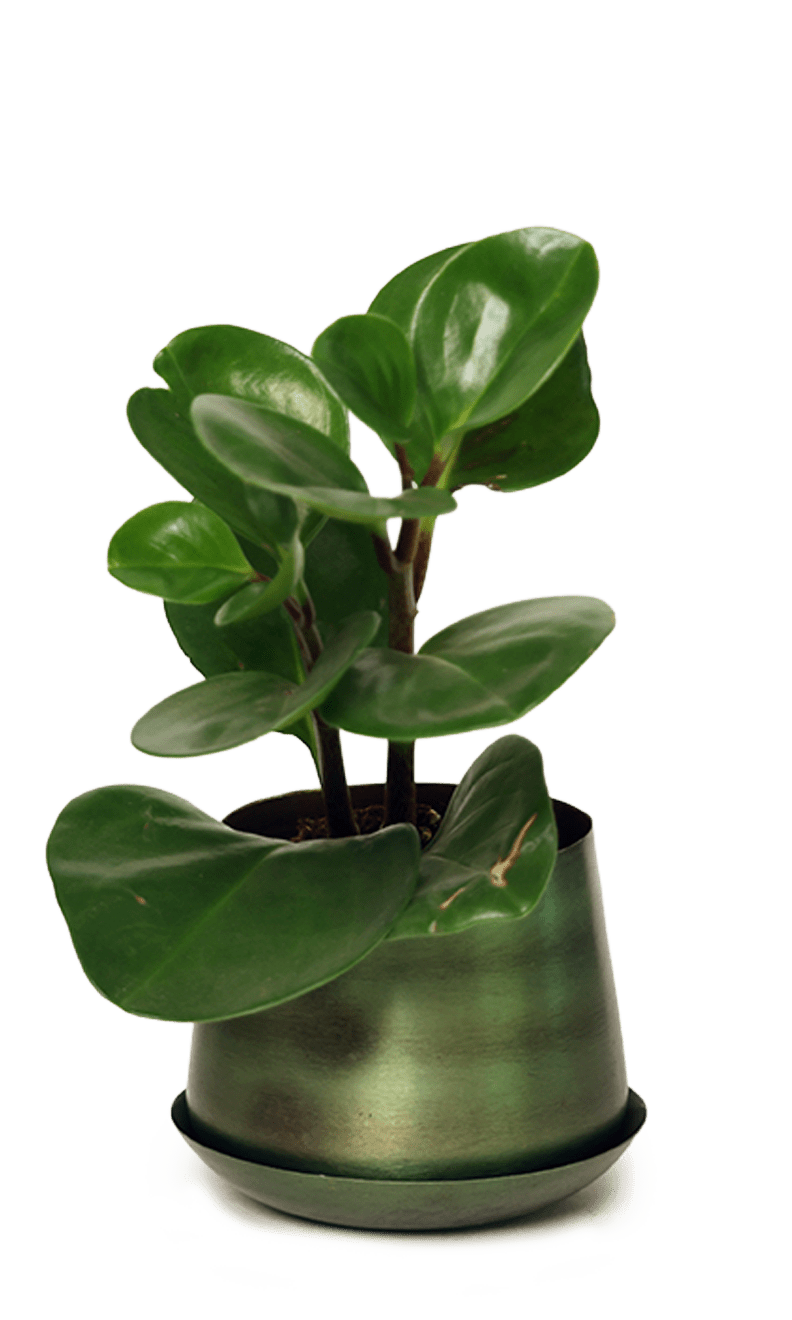 Joe Metal Pot With Drainage Hole | 3 & 5 inch - Chive Ceramics Studio - Pots - Chive Ceramics Studio