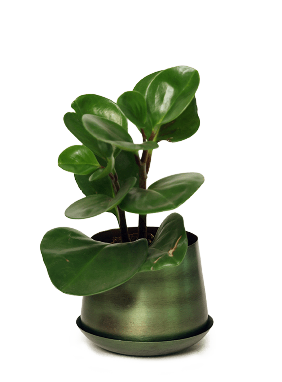 Joe Metal Pot With Drainage Hole | 3 & 5 inch - Chive Ceramics Studio - Pots - Chive Ceramics Studio